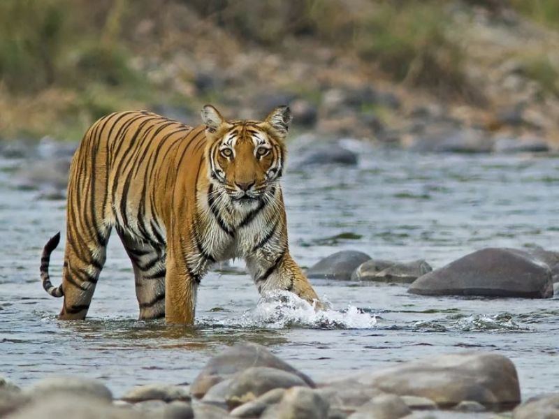 Jim Corbett